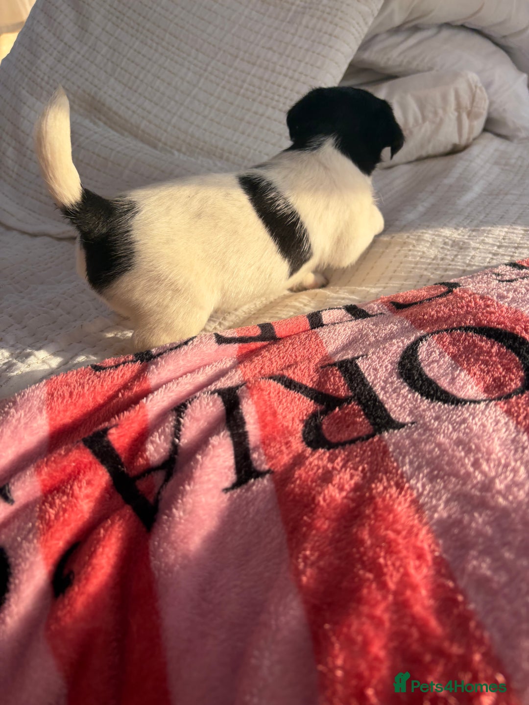 Jack Russell dogs for sale: Jack Russell boy puppy ready for his new home  - Image 5