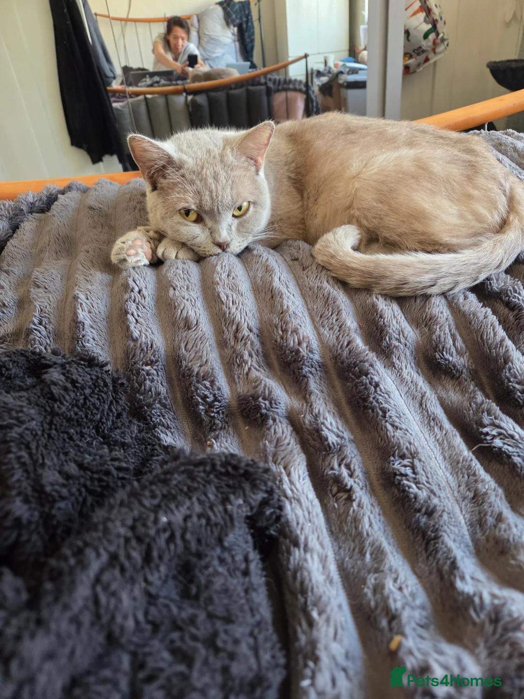 British Shorthair cats for sale: Beautiful lilac gccf registerd litter - Advert 12