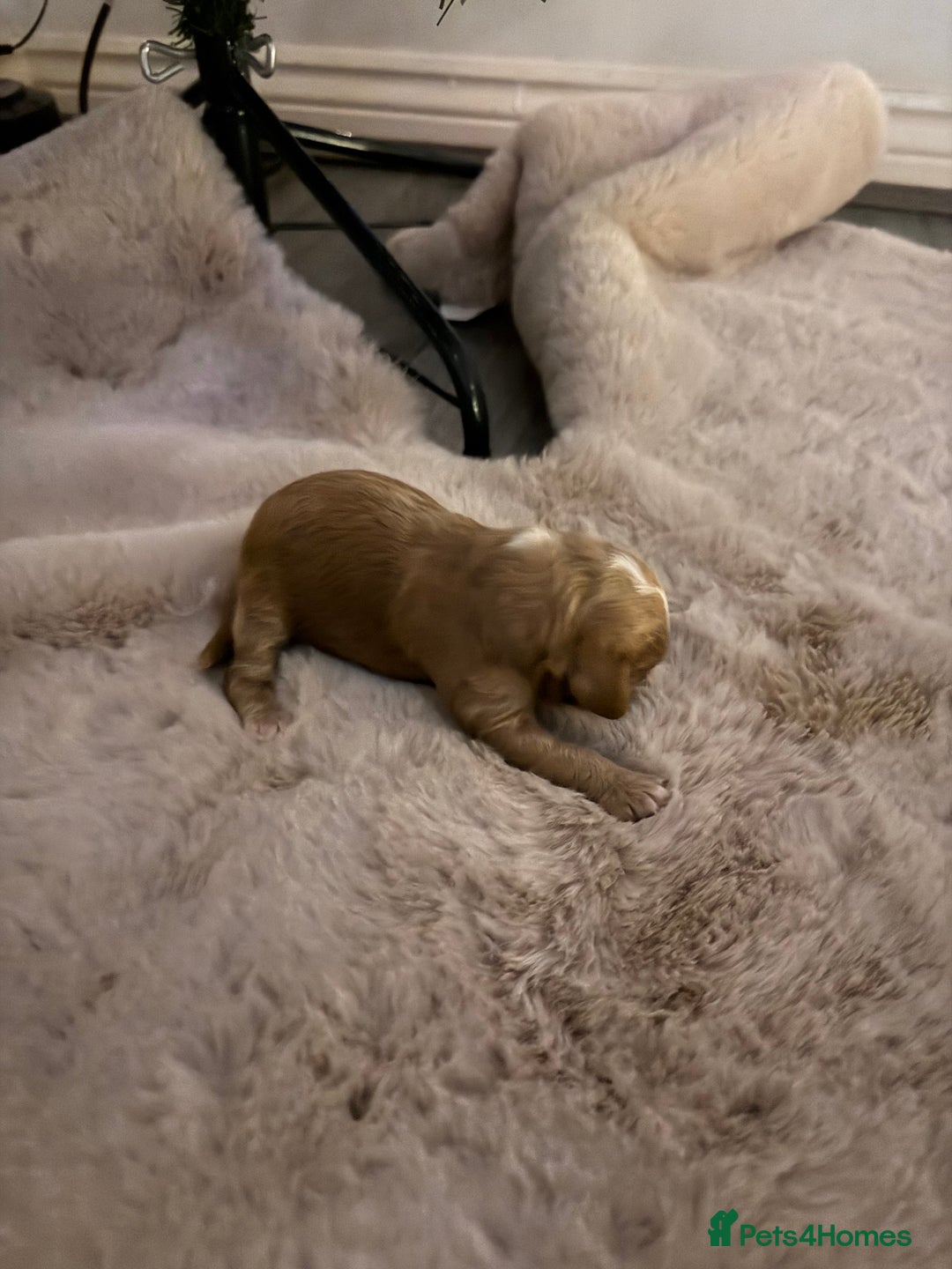 Cockapoo dogs for sale:  F1b Miniature Cockapoo Puppies fox red colour  - Advert 17