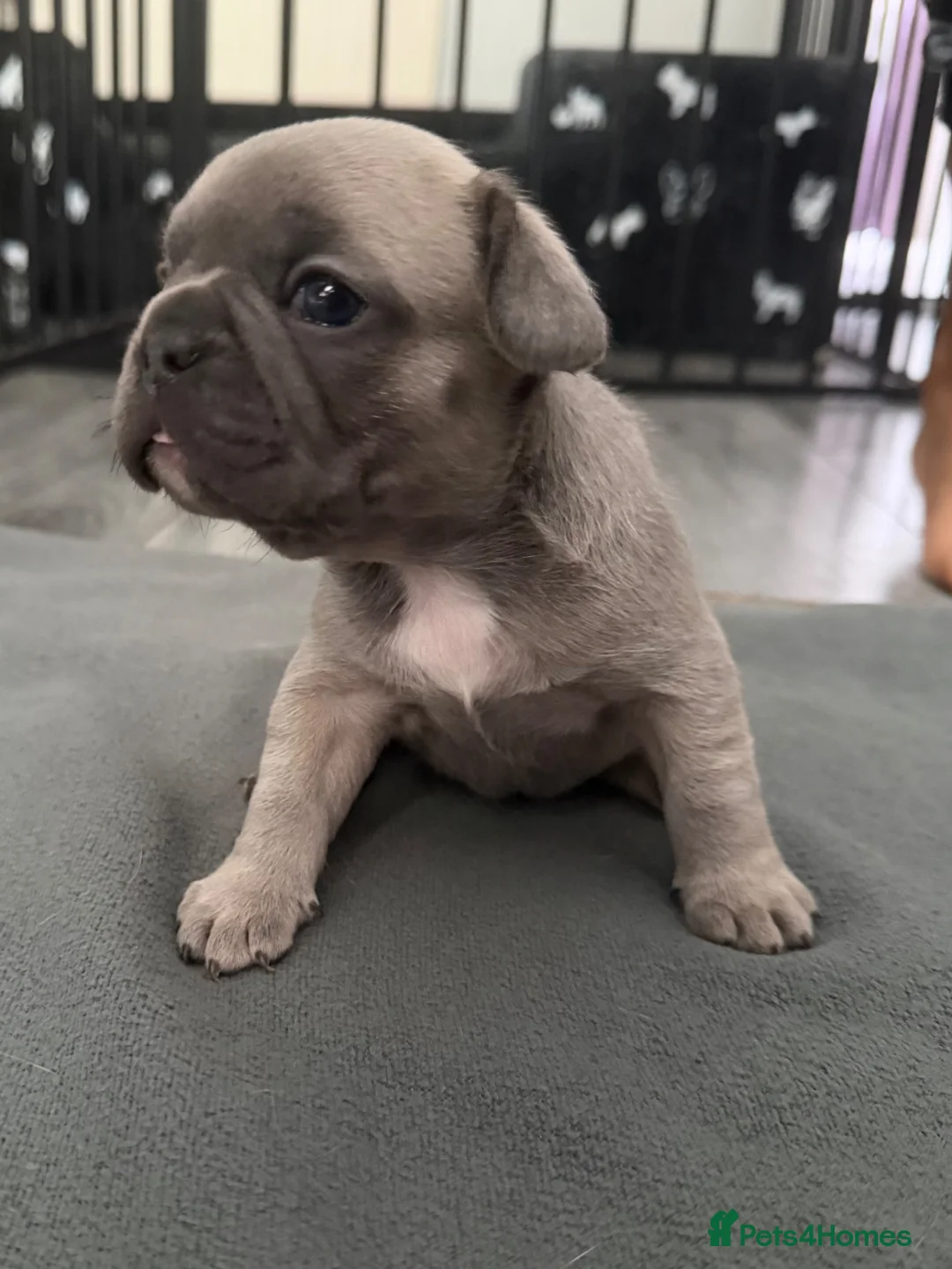 French Bulldog dogs for sale: Blue fawn KC registered French bulldog  - Advert 2
