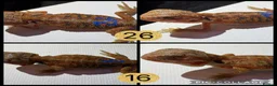Bearded Dragon reptiles for sale: 10 Beautiful baby bearded dragons  - Advert 2