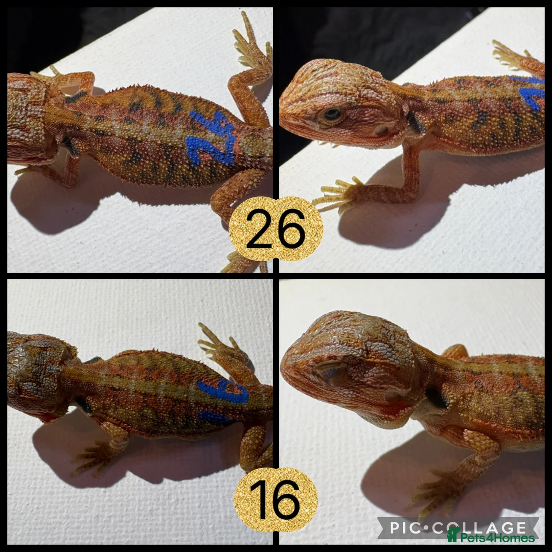 Bearded Dragon reptiles for sale: 10 Beautiful baby bearded dragons  - Advert 2
