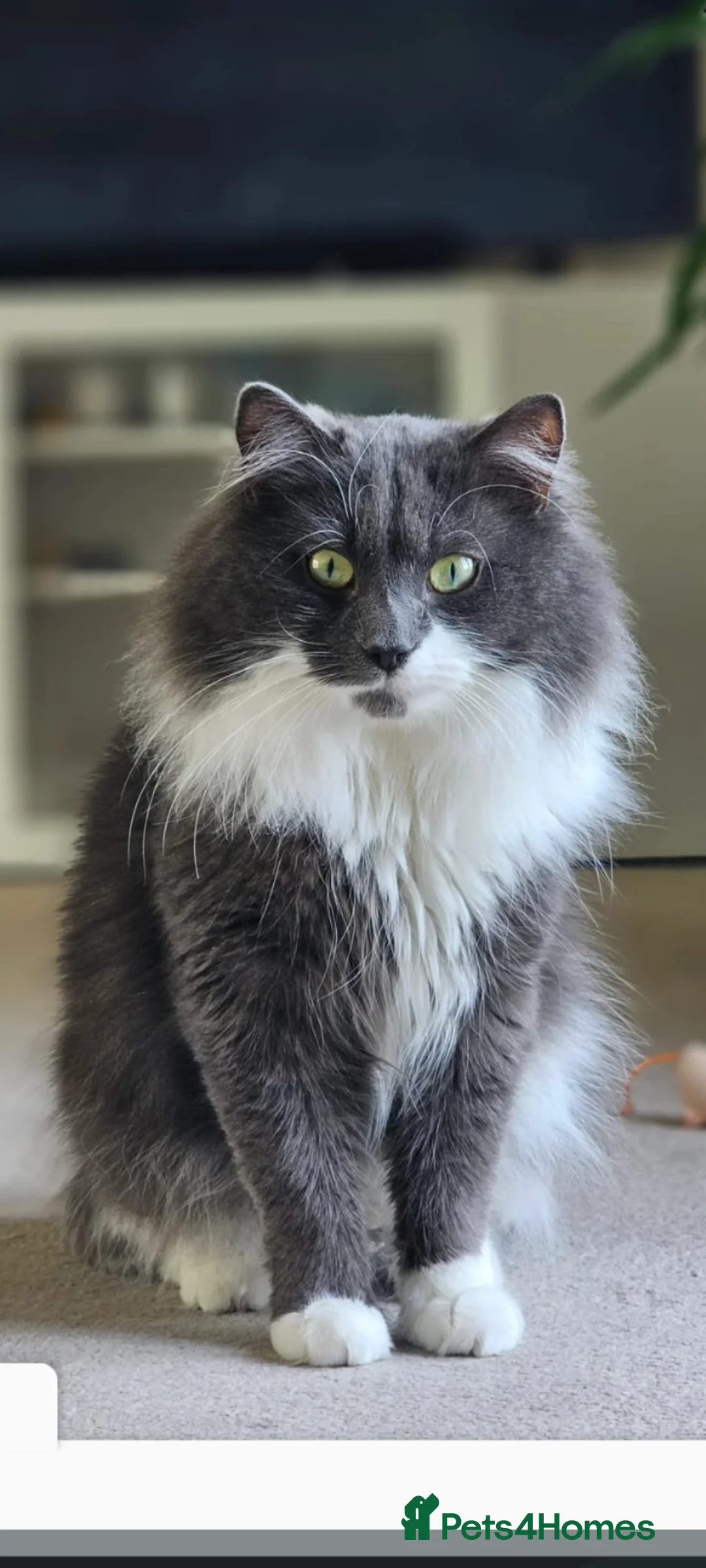 Persian cats for sale: Beautiful Persian/ Norwegian forest kittens  - Advert 7