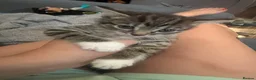 British Longhair cats for sale: Tabby kitten  in Westcliff-on-Sea - Advert 8