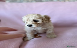Labradoodle dogs for sale: Last three F1BB mini/toy labradoodle puppies  - Image 16