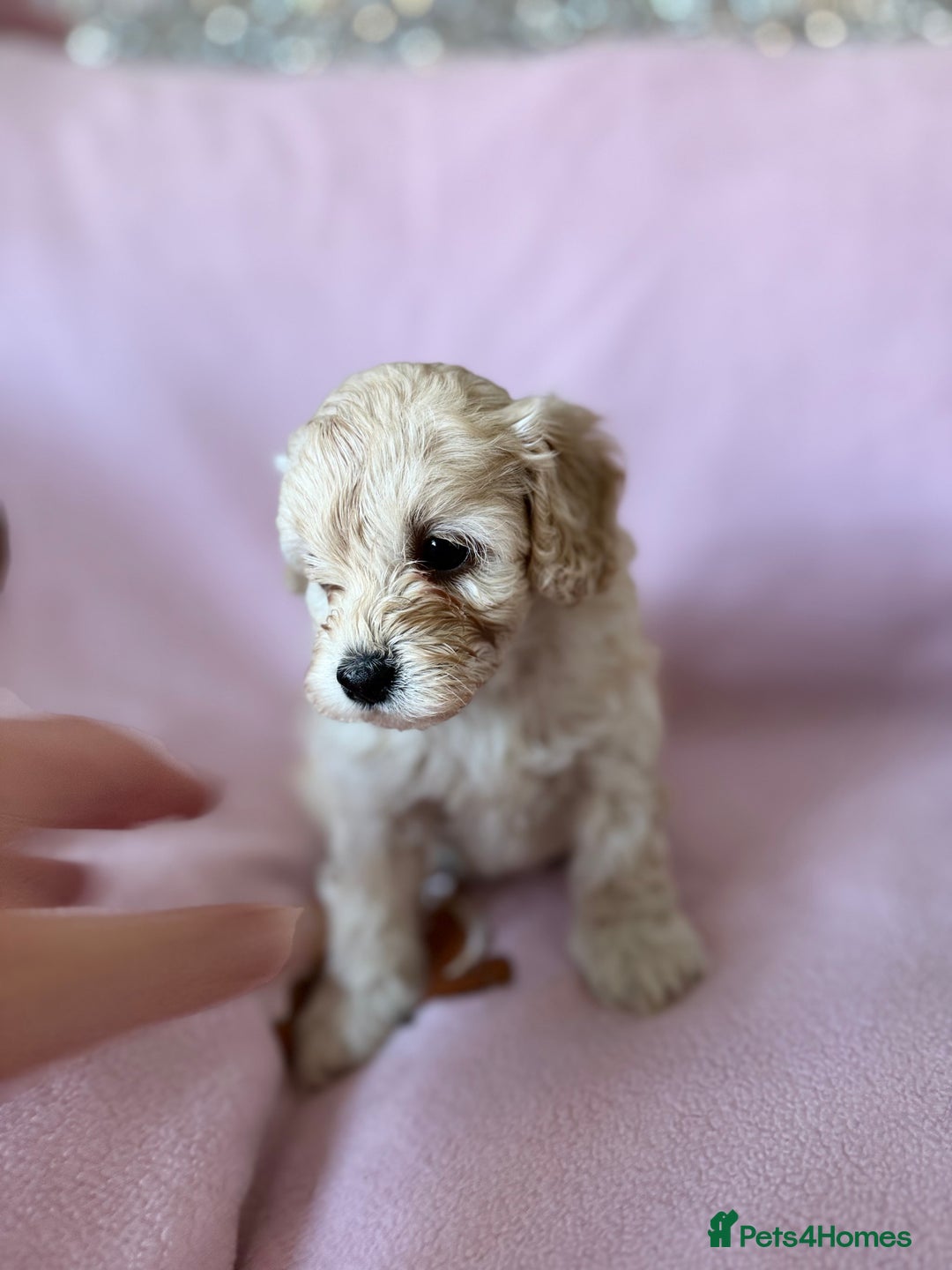 Labradoodle dogs for sale: Last three F1BB mini/toy labradoodle puppies  - Image 16
