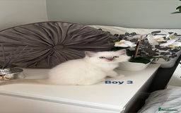 Ragdoll cats for sale: Beautiful Ragdoll Kittens - Advert 12