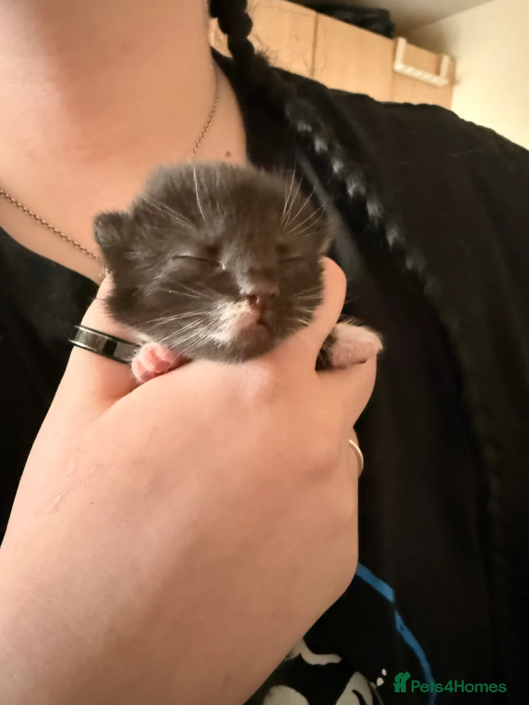 Mixed Breed cats for sale: 3 super friendly girls  - Advert 6