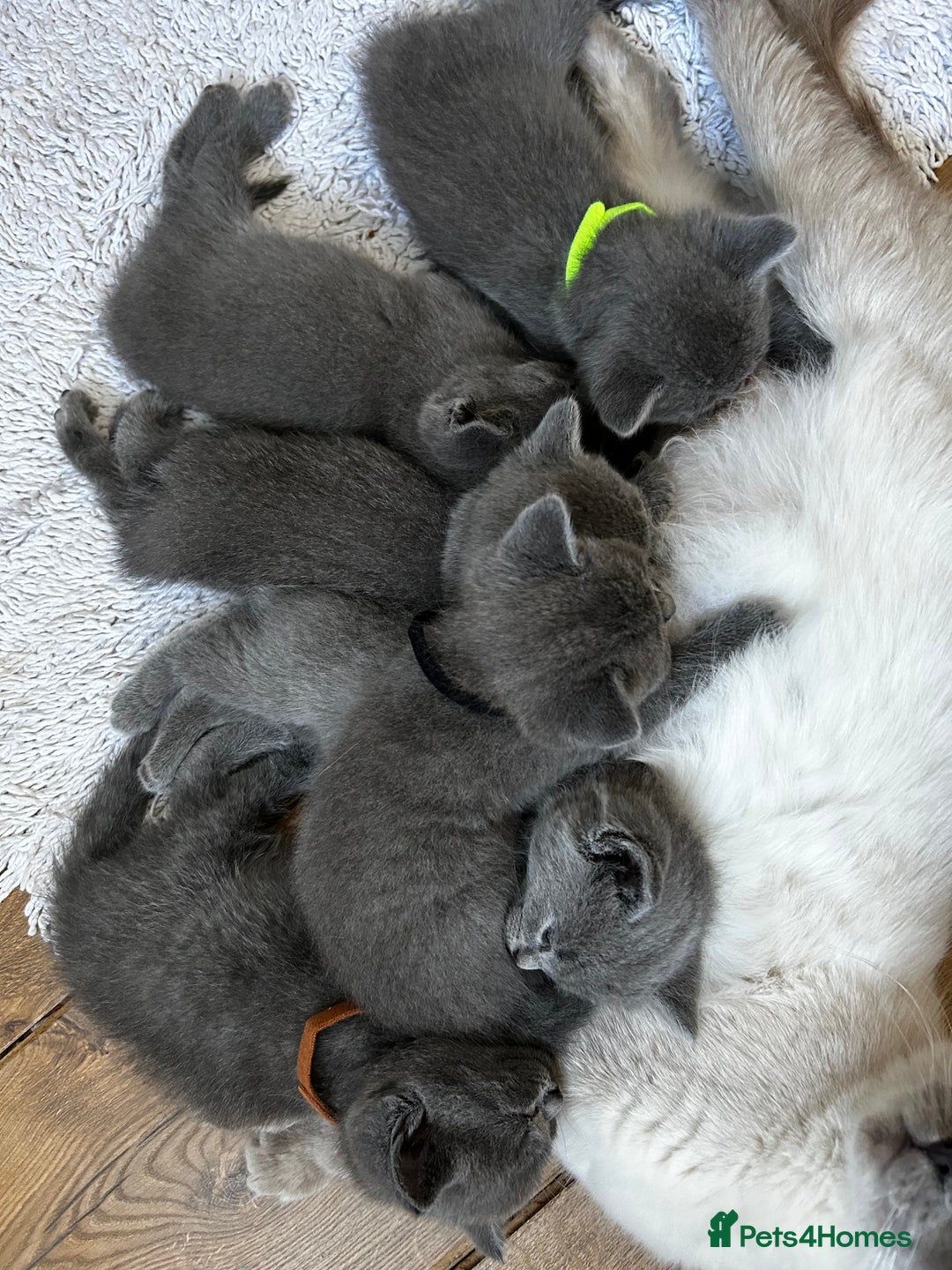 British Shorthair cats for sale: British Shorthair  - Image 3