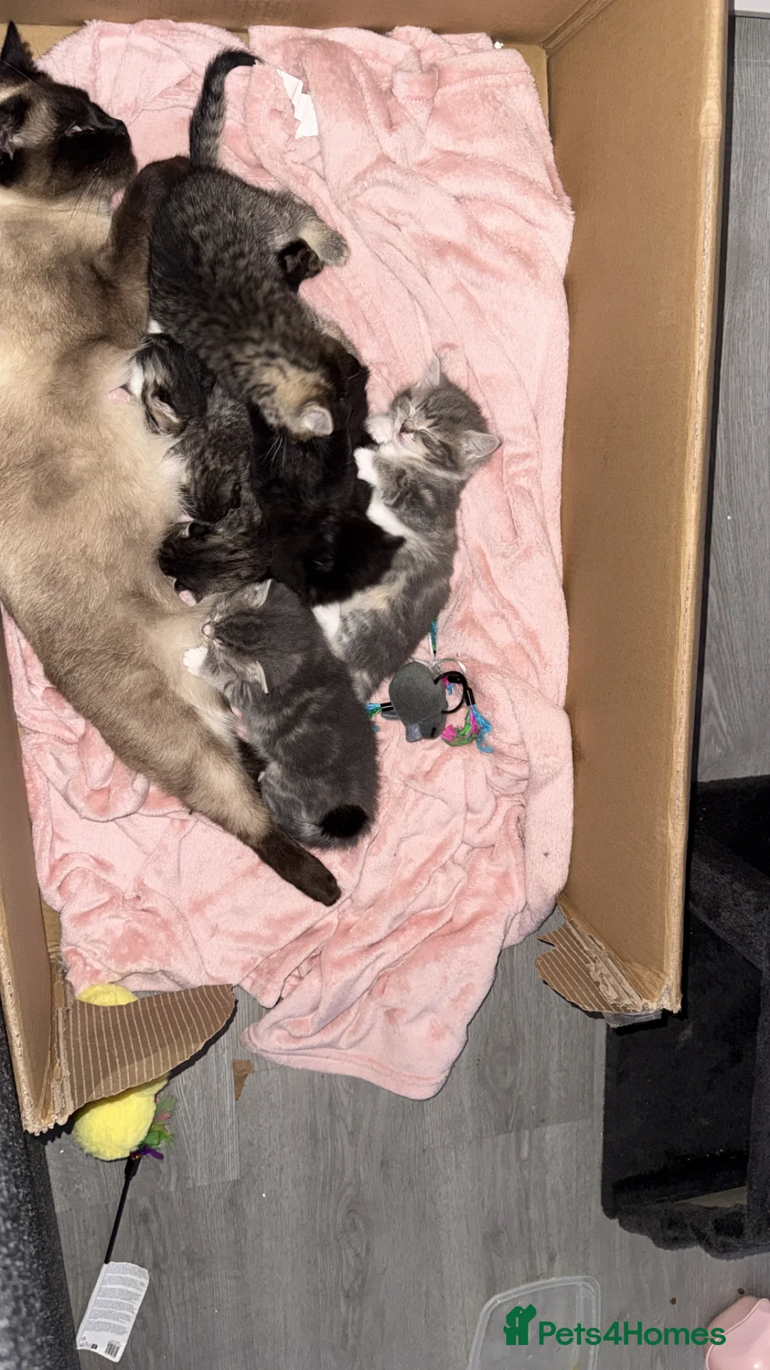 Ragcoon cats for sale: RAGCOONS ragdoll mainecoons  - Advert 1