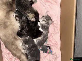 Ragcoon cats RAGCOONS ragdoll mainecoons - Advert 13