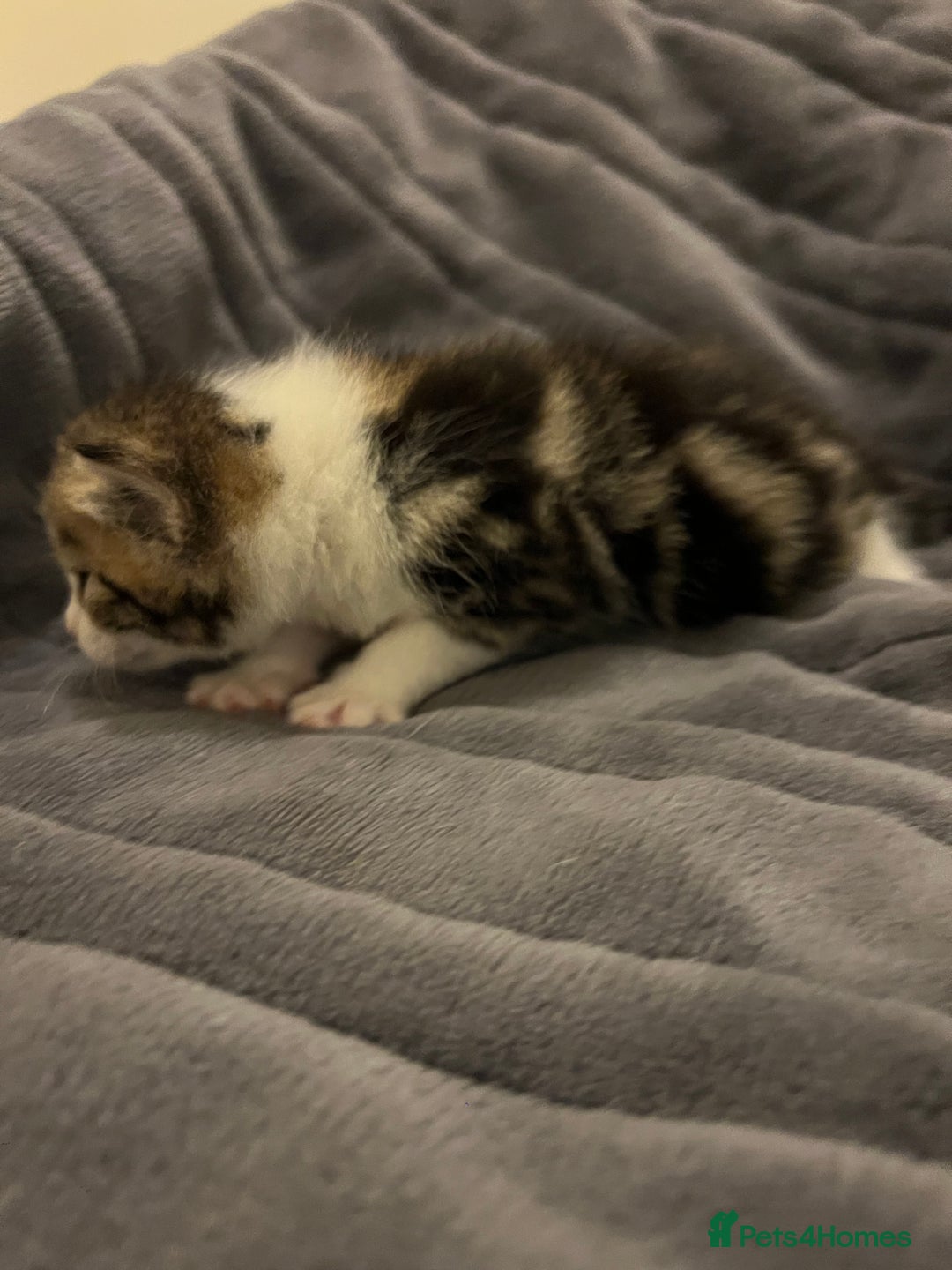 British Shorthair cats for sale: 4 Beautiful British Shorthair cross Kittens  - Image 20