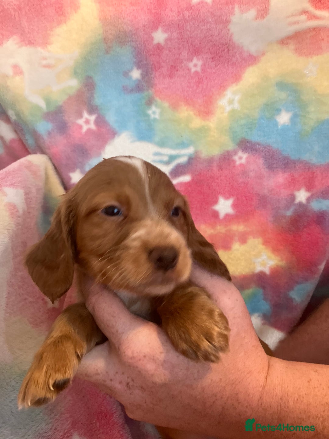 Cocker Spaniel dogs for sale: Working Cocker spaniel puppies - Image 1