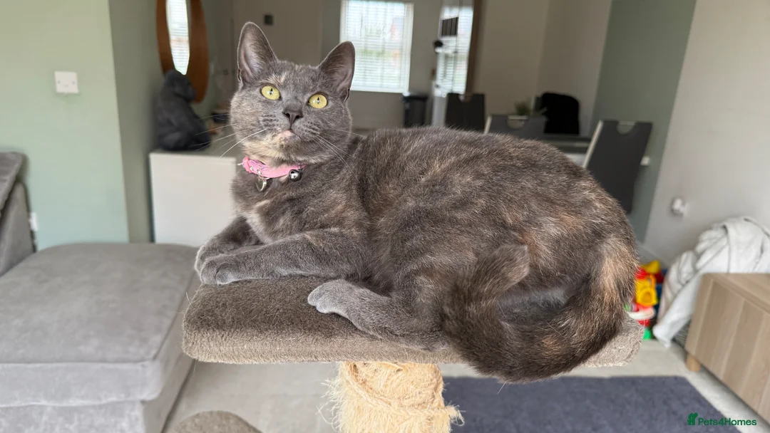 Mixed Breed cats for sale: Beautiful 19 month old grey  in Newark - Advert 7