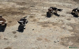 Border Collie dogs for sale: Beautiful pups looking for new home🐶 - Image 4