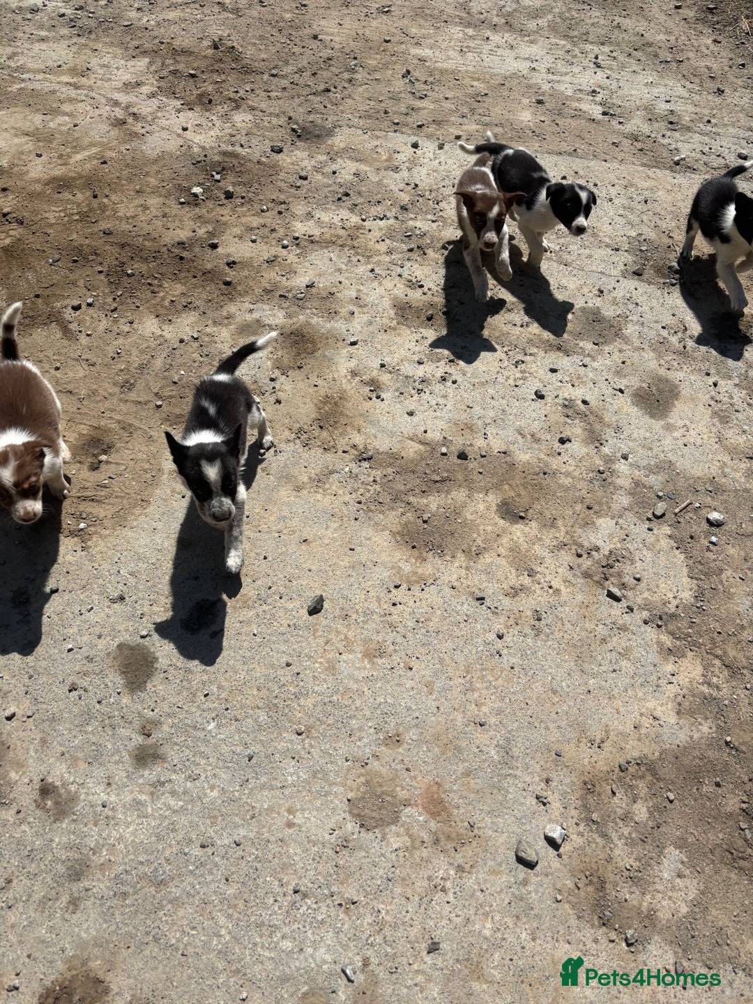 Border Collie dogs for sale: Beautiful pups looking for new home🐶 - Image 4