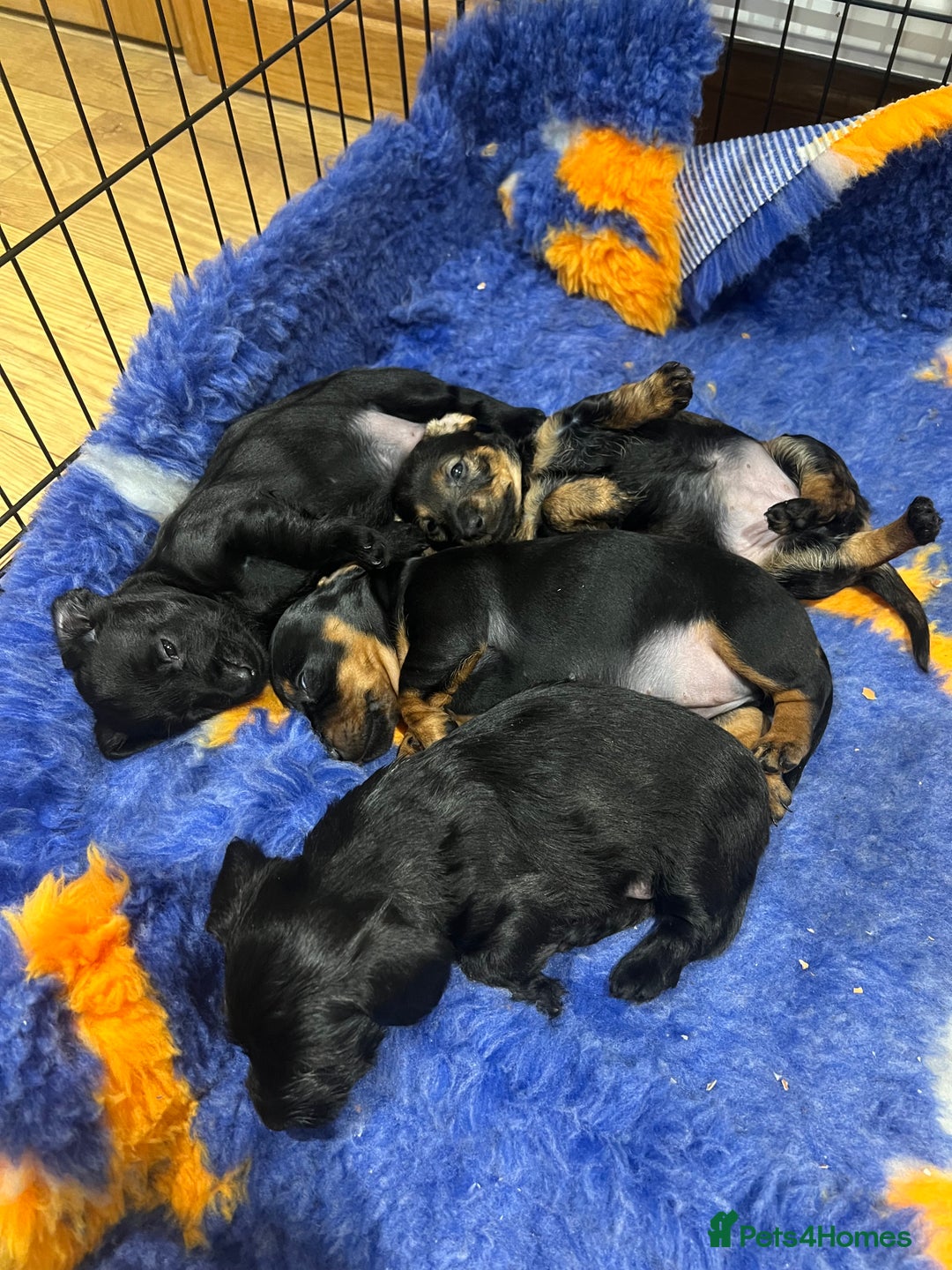 Miniature Dachshund dogs for sale: **Exceptionally well Raised Miniature Dachshunds** - Advert 29
