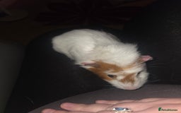 Guinea Pig rodents for sale: Baby female guinea pig - Image 5
