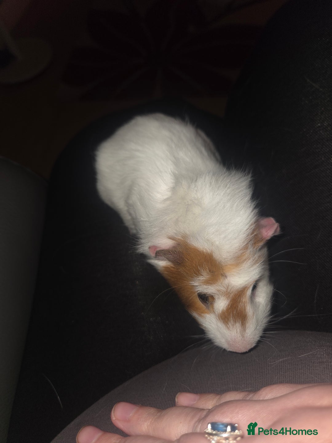 Guinea Pig rodents for sale: Baby female guinea pig - Image 5