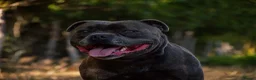 Staffordshire Bull Terrier dogs for stud: BEAUTBULLS BLUE KC REGISTERED STUD - Advert 2