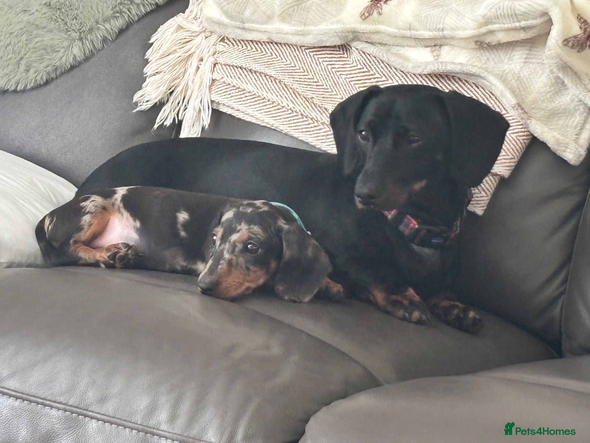 Dachshund dogs Dapple dachshund pup - Advert 1