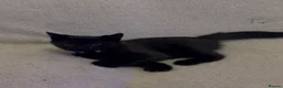 Mixed Breed cats for sale: 2 loving kittens needing forever homes - Advert 10