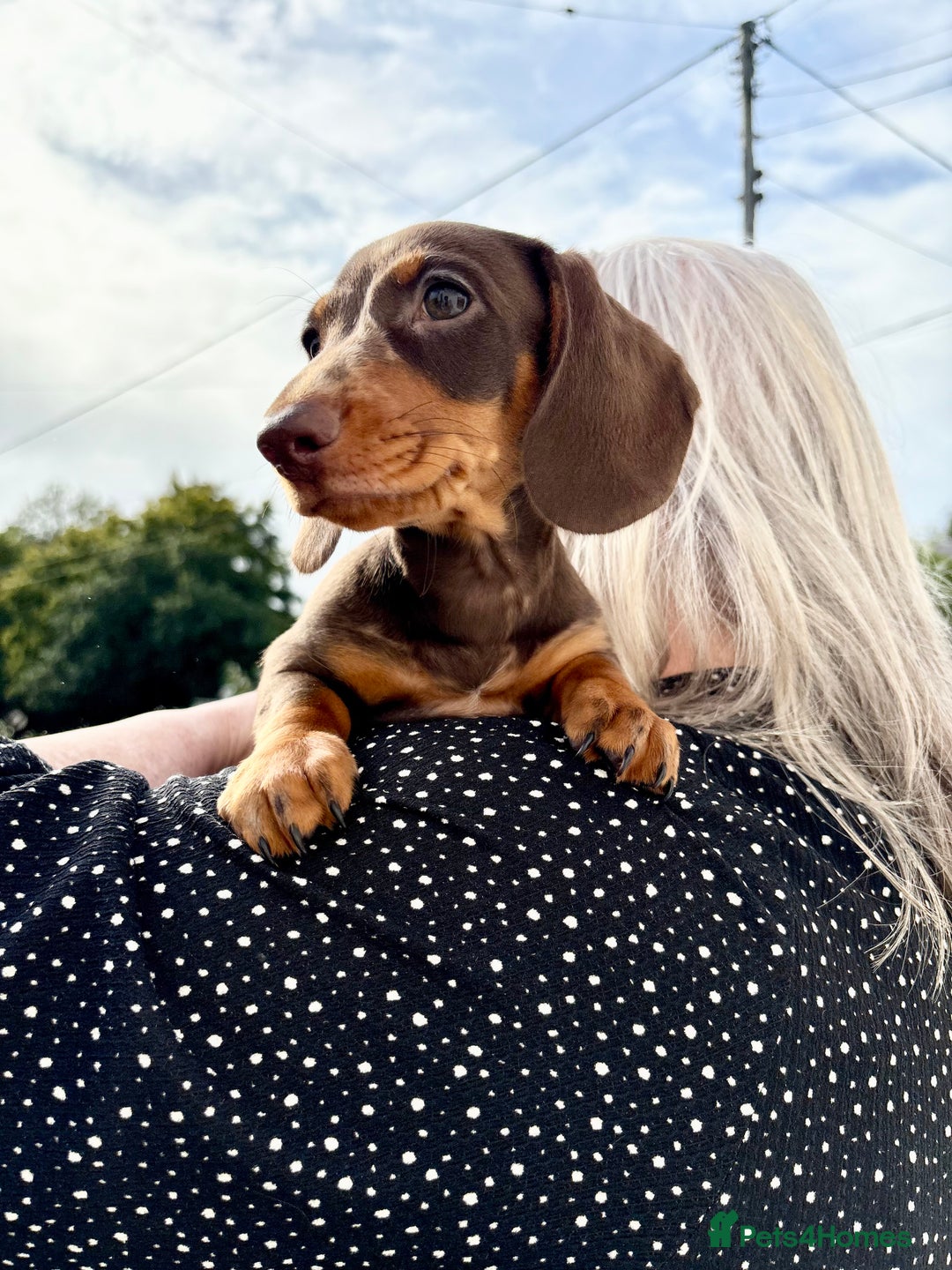 Miniature Dachshund dogs for sale: *READY NOW! 2 STUNNING KC REG MINI DACHSHUND BOYS* - Image 22