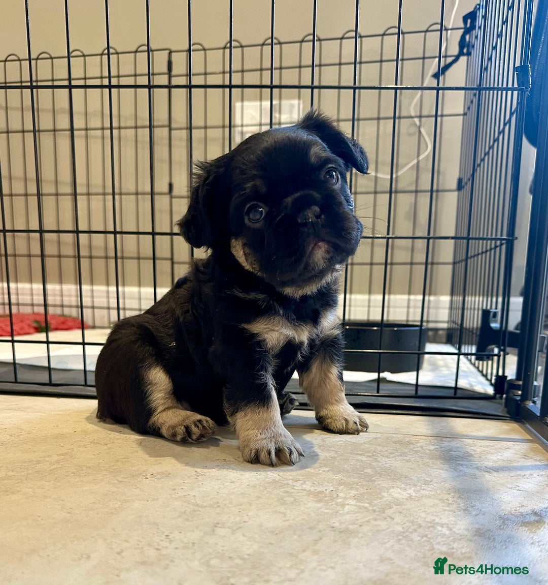 French Bulldog dogs for sale: Visual Fluffy French Bulldogs x 4 Male - Advert 8