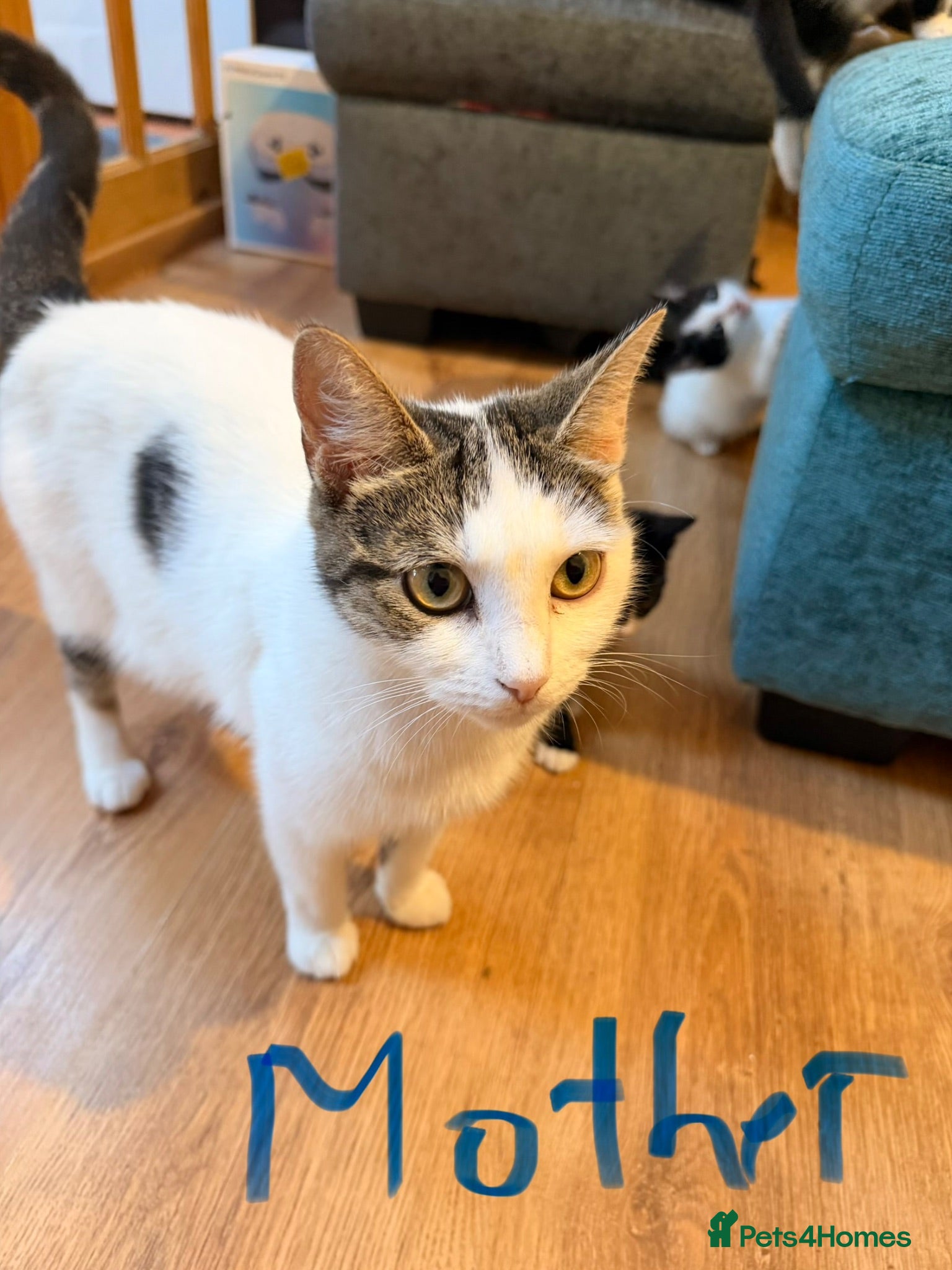 Mixed Breed cats Kitten for sale 2male 2female - Advert 2