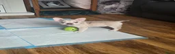 French Bulldog dogs for sale: Frenchie / French bulldog - Advert 4