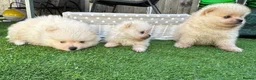 Pomeranian dogs for sale: Beautiful Cream&Wolf Sable Male Pomeranian Puppies - Advert 9