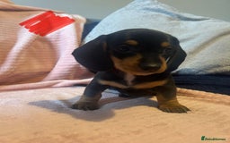 Miniature Dachshund dogs for sale: Miniature dachshunds - Image 20