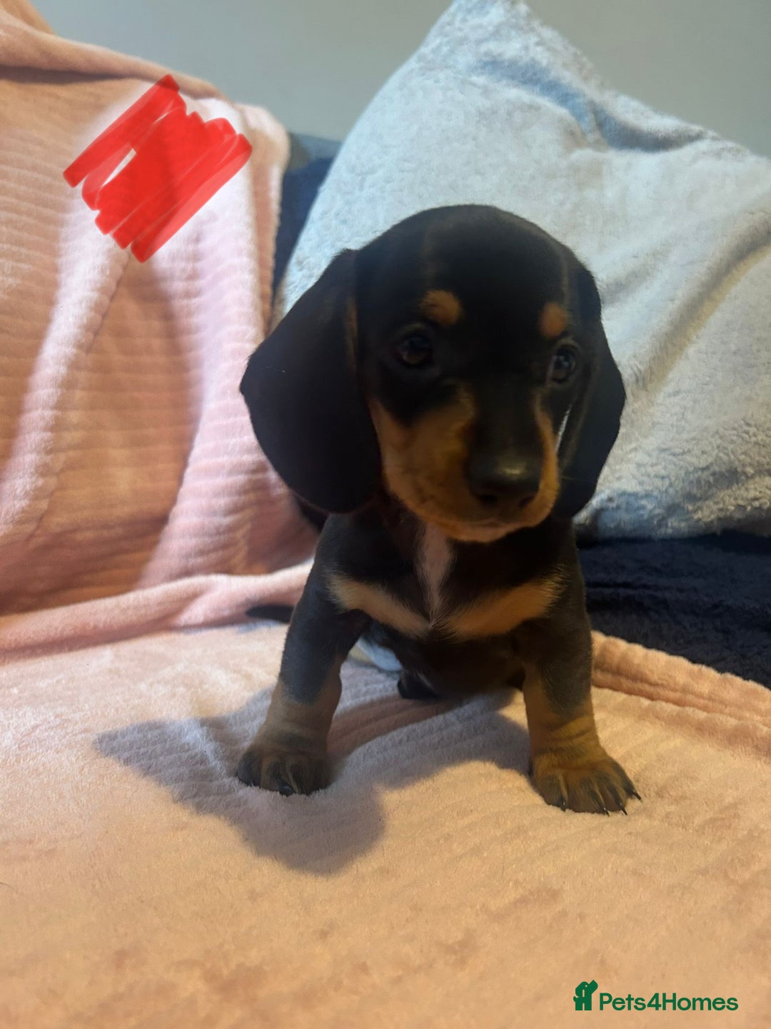 Miniature Dachshund dogs for sale: Miniature dachshunds - Image 20