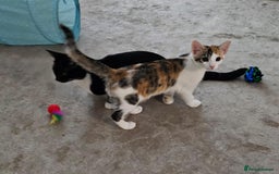 Mixed Breed cats for adoption: Rescue calico kitten in need of home - Image 2