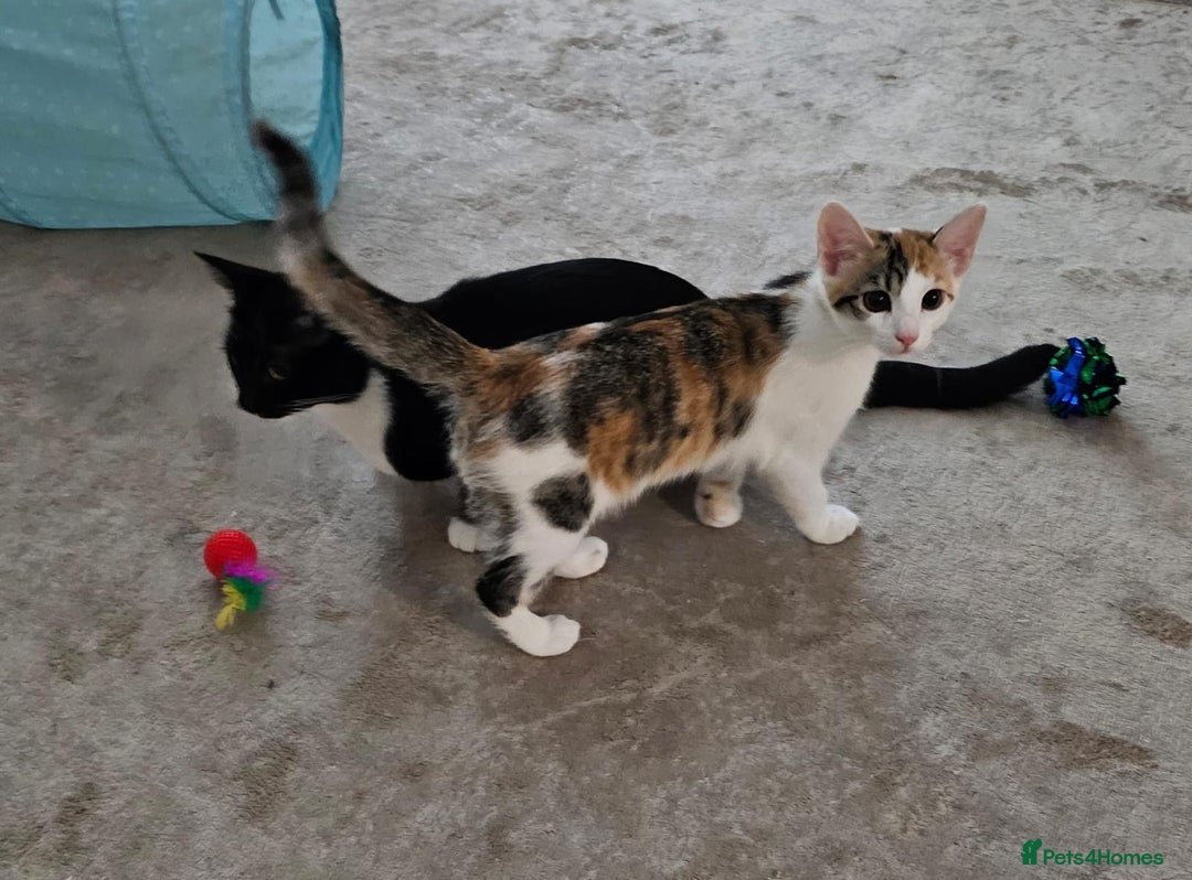 Mixed Breed cats for adoption: Rescue calico kitten in need of home - Image 2