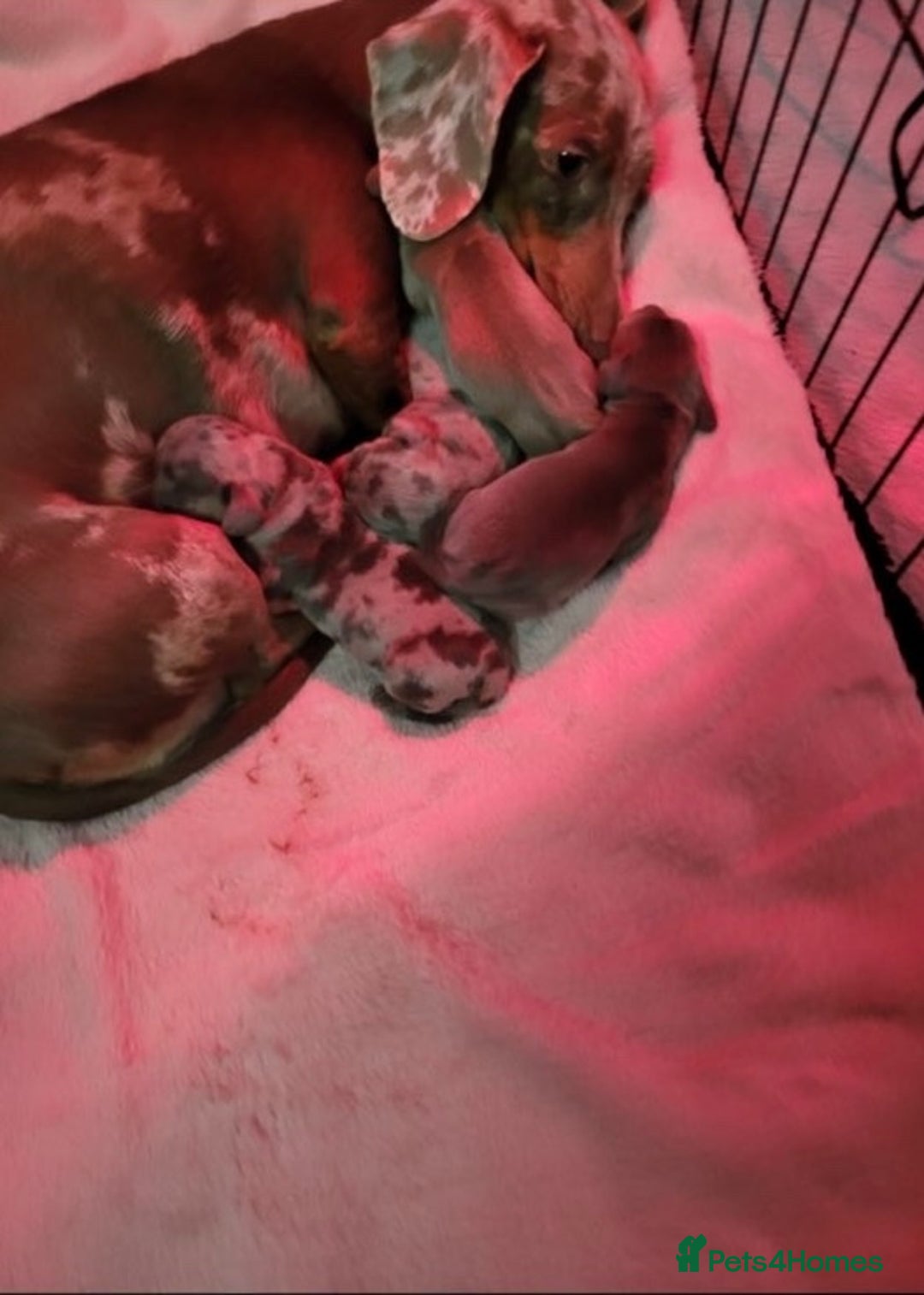 Miniature Dachshund dogs for sale: Miniature dachshund - Advert 2