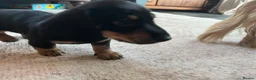 Miniature Dachshund dogs for sale: Last 2 ready to leave on 16th June - Advert 5