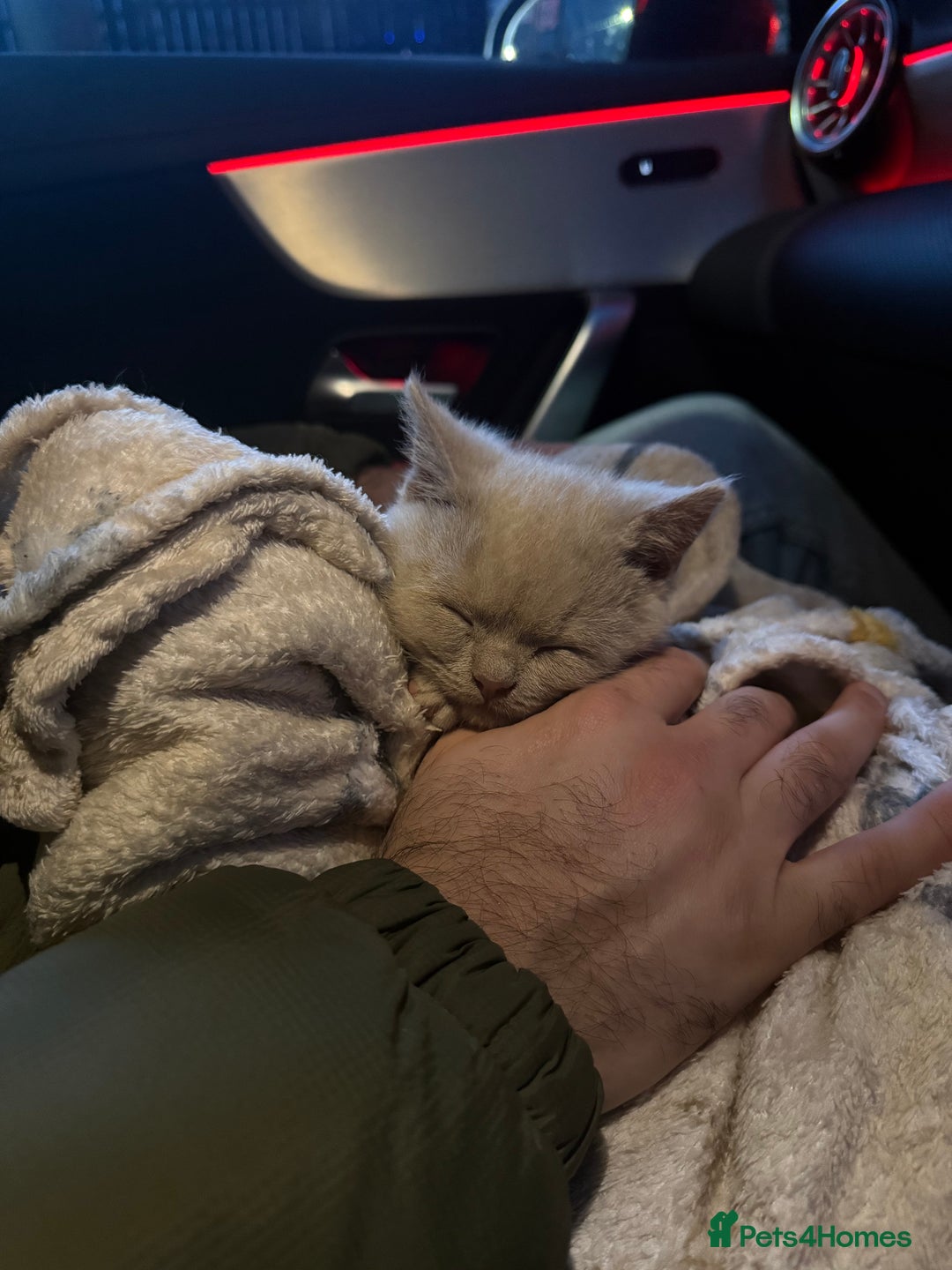 British Shorthair cats for sale: British short hair fawn  - Advert 2