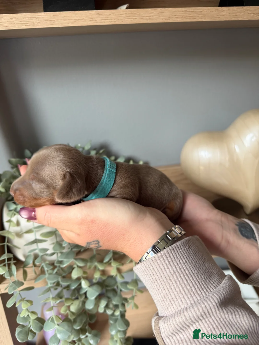 Miniature Dachshund dogs for sale: BEAUTIFUL MINI DACHSHUNDS  - Advert 13