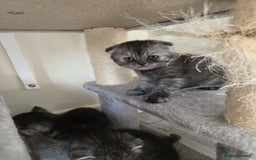 Scottish Fold cats for sale: Scottish-fold/straight ears kittens grey colour - Image 19