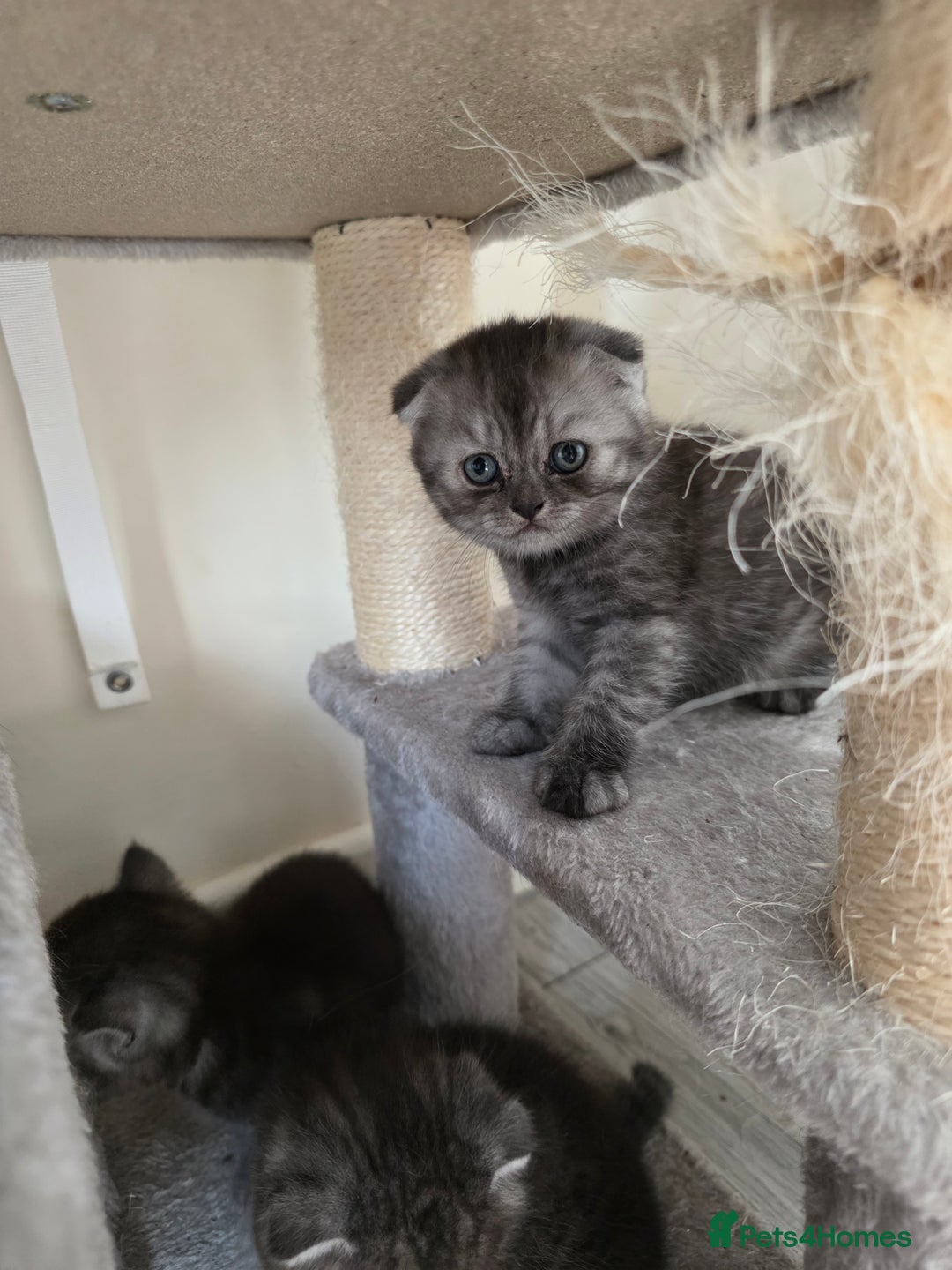 Scottish Fold cats for sale: Scottish-fold/straight ears kittens grey colour - Image 19
