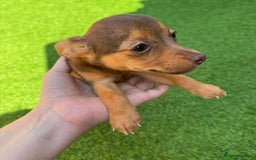 Jack Russell dogs for sale: Miniature Jack Russell puppies Ready to leave in Gillingham - Image 40