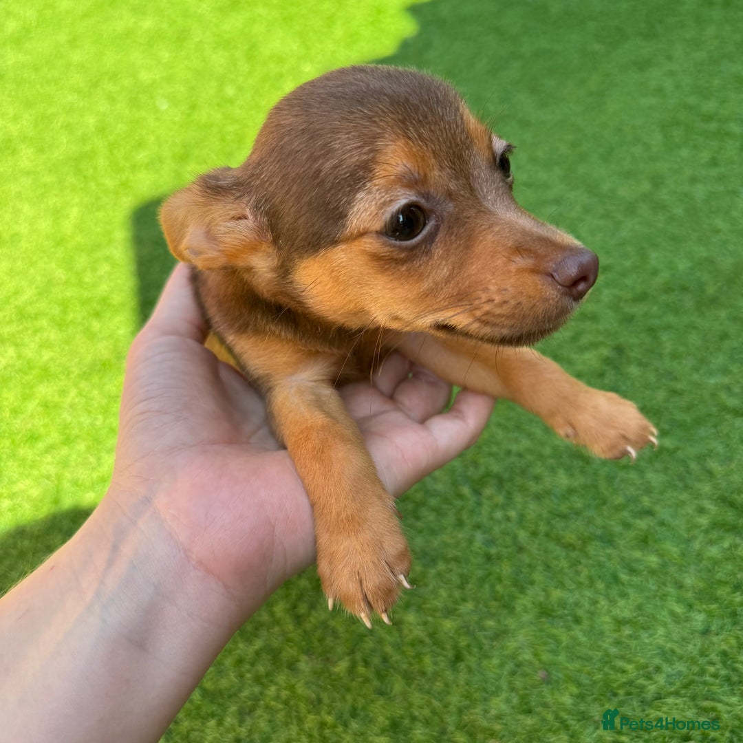 Jack Russell dogs for sale: Miniature Jack Russell puppies Ready to leave in Gillingham - Image 40