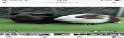 Guinea Pig rodents for sale: Short/ medium haired  in North Tawton - Advert 2