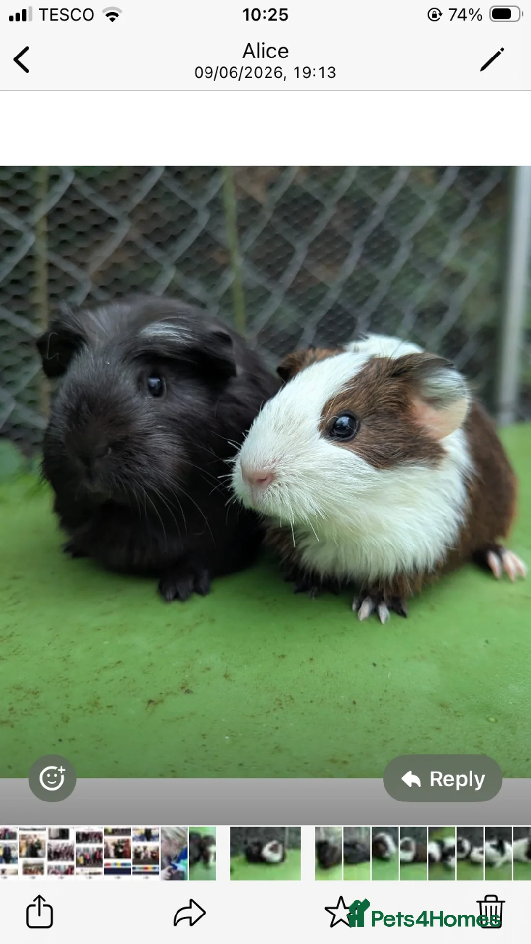 Guinea Pig rodents for sale: Short/ medium haired  in North Tawton - Advert 2