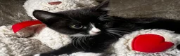 Mixed Breed cats for sale: Adorable tabby kittens  - Advert 13