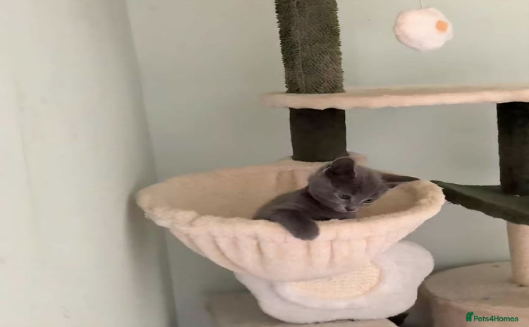 Russian Blue cats - Advert 1