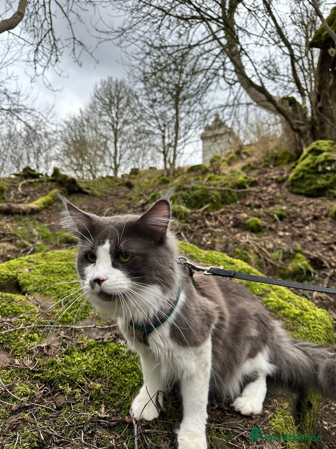 Maine Coon cats for stud: Maine coon for stud  - Image 5