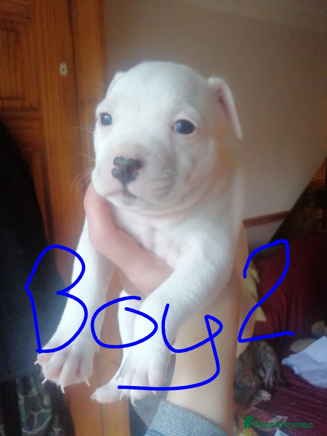 Mixed Breed dogs for sale: Beautiful staffy cross pups  - Advert 5