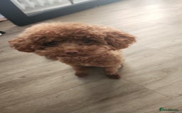 Toy Poodle dogs for stud: ✨ Toy Poodle 🐾  - Image 4